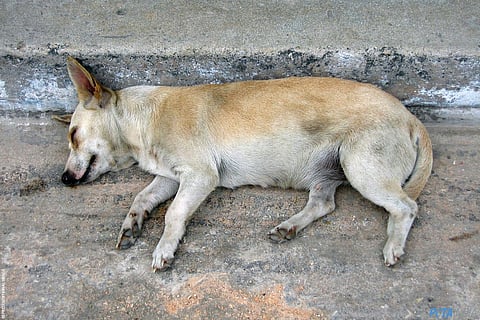 FIAPO Moves Delhi High Court to Restore Legal Protection Against Sexual Crimes on Animals