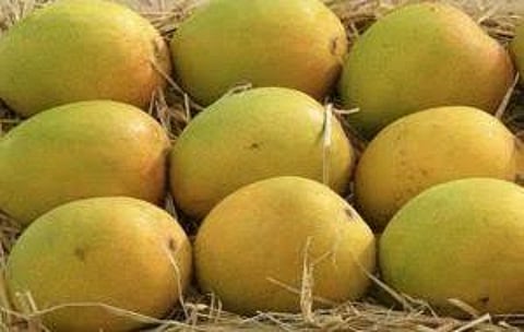 The price of ‘Neelam’ has halved to Rs 25 per kg, while ‘Senthuram’ has dropped from Rs 30 to just Rs 10 per kg.