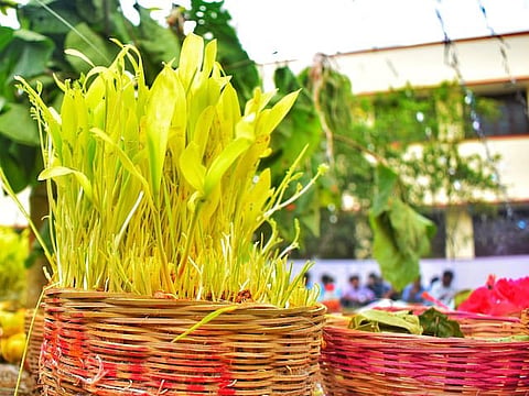 The girls of the village, the Karam-aiti, take vows of restraint and song. For days they eat little, sleep lightly, and tend to their java—the tender sprouts of grain kept in baskets.