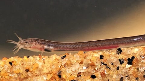 Pangio pathala