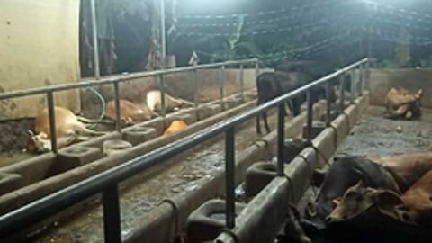 Kerala Mins pledge to buy new cattle for 15-year-old award-winning farmer hit by loss of his cows