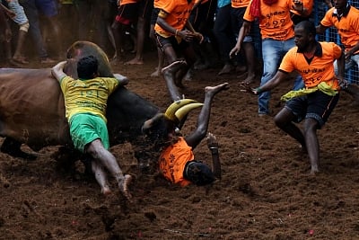 Representative image of Jallikattu