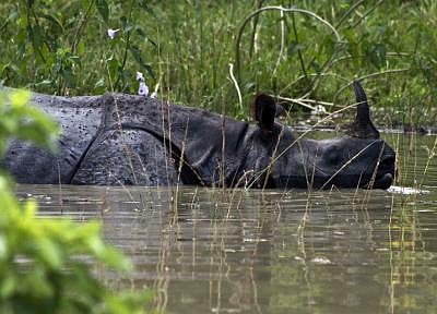One-horned rhino