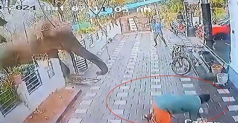 Belur Makana, wild elephant responsible for Wayanad man’s death still not found