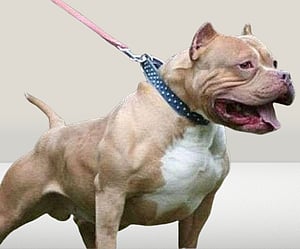 Pitbull Dog
