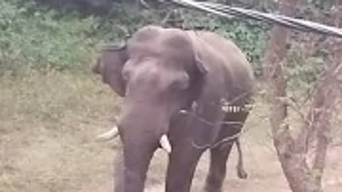 Elephant