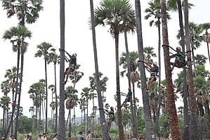 Palm trees