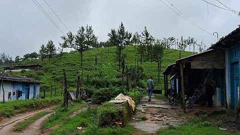 Manjolai estate: Madras HC directs TN govt to rehabilitate workers, restore forest cover
