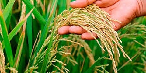 Paddy