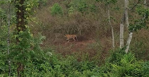 Kerala: Forest department resumes efforts to tranquilise tiger in Idukki