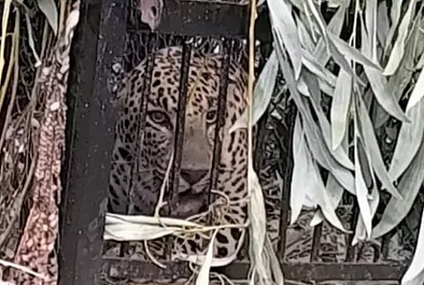 Tirupati: Leopard captured in cage inside university campus