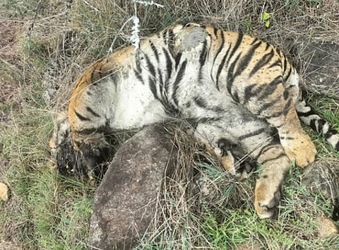 Karnataka tiger deaths: Three arrested for poisoning big cats in revenge for cow's killing