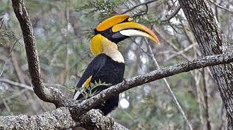India's first hornbill conservation centre to come up at Annamalai Tiger Reserve in Tamil Nadu