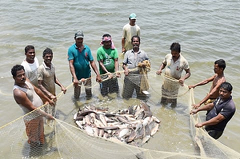 A group of men stand in a circle in water holding a net full of fish