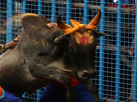 Karnataka: Diwali traditional fest turns tragic as 3 killed in bull-taming competition