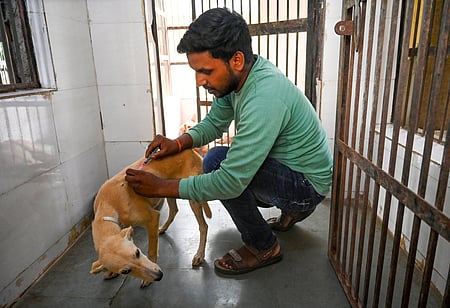 Salem leads TN in dog bite cases with 4 rabies deaths in 2025