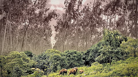 ‘Disastrous’: Modi govt allows commercial plantations in forests, drops safeguards