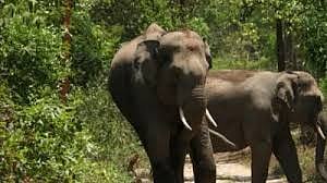 Jharkhand: Three of a family killed, two injured in elephant attack in Bokaro