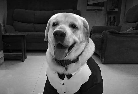 Chottu