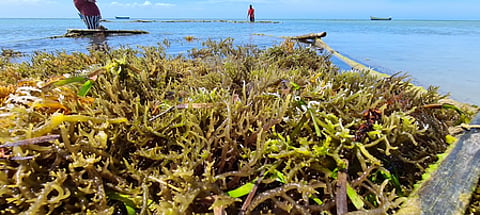 Andhra Pradesh CM for action plan to enhance incomes through seaweed cultivation