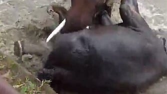 Chennai tourist killed during elephant fight at Karnataka’s Dubare camp