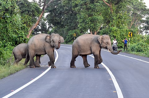 Woman killed in Wayanad elephant attack, Kerala Minister assures compensation