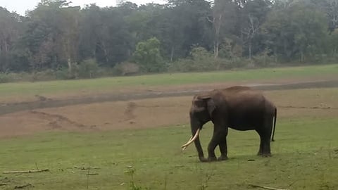 Kerala logs third man-animal conflict death in a week