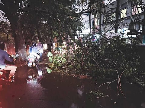 The day Bengaluru's canopy fell and decades of neglect came crashing down