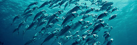 El Niño is back, and ocean temperatures are already near record highs – that can spell disaster for fish and corals