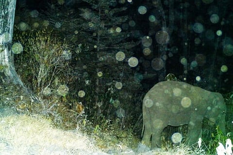 As elephants venture to higher altitudes researchers track possibilities of conflict