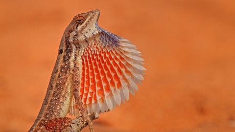 Fan throated lizard from Kalyan Varma's documentary 'Wild Tamil Nadu'
