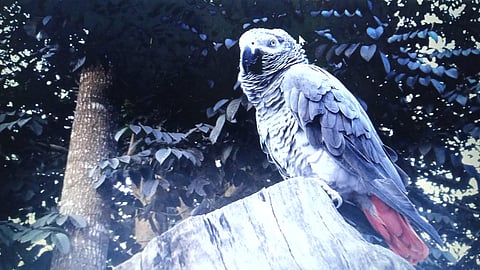 Legal system fails to keep pace with India’s growing exotic pet industry