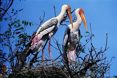 In this Karnataka village, people give safe refuge to endangered pelicans