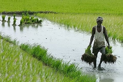 Crops sown drop by over one lakh hectares in Telangana due to poor rainfall
