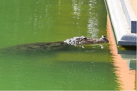 Meet Babiya, Kerala's 'vegetarian' crocodile who lives in a temple pond and loves rice