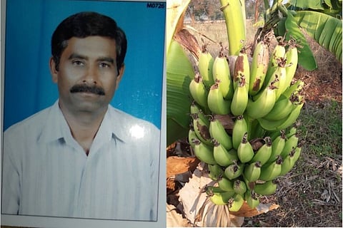 As prices crash, farmer distributes bananas free in village