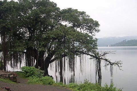 The tree of knowledge is not an apple or an oak but a banyan