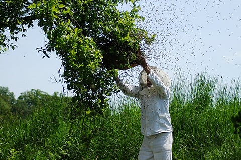 One dead, several injured as honey bees attack funeral procession