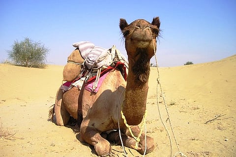 Cops stop Bakrid camel slaughter in Madurai