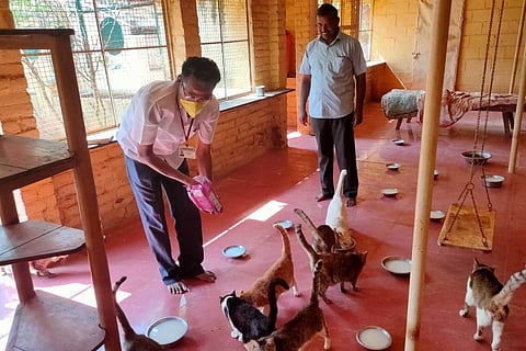 After three cats die in shelter, Madurai MLA intervenes to supply food