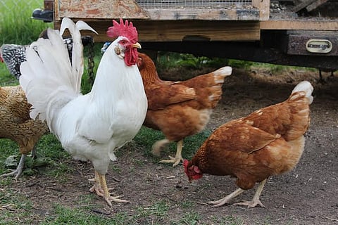 Broiler chicken sales to be halted from July 31: Tamil Nadu traders’ union