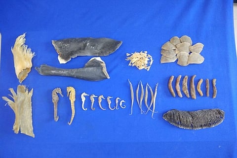 Endangered sea animal remains worth Rs 7 cr seized by customs in Chennai