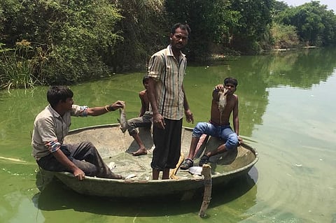 Lake of dead fish in Bengaluru: After a stinky, sleepless night for residents, cleanup begins