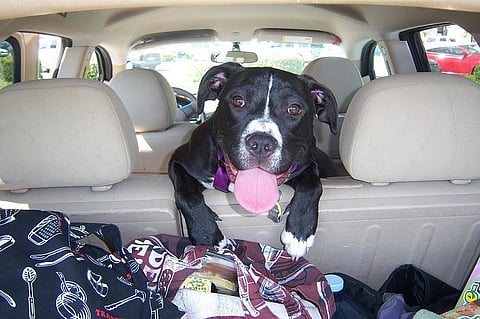 Taking a road trip with your dog? Here's what you should know