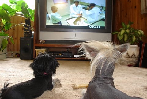 Here's what your dogs see when they watch television