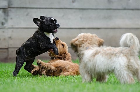 From mating to finding a spa for your dog, this startup has you covered for all your pet needs