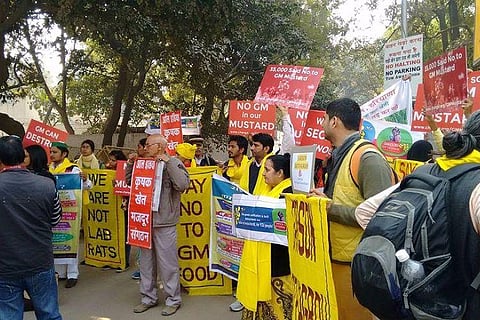 As GM Mustard inches closer to govt's nod, activist cry foul, remind BJP of poll manifesto