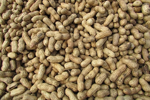 This ground nut fair is close to many Bengalureans' hearts