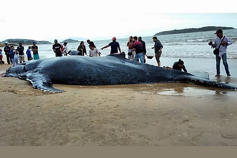 Watch: 300 people come together to save a 32-foot baby whale stranded on a beach