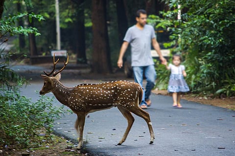 Spotted deer at IIT Madras campus